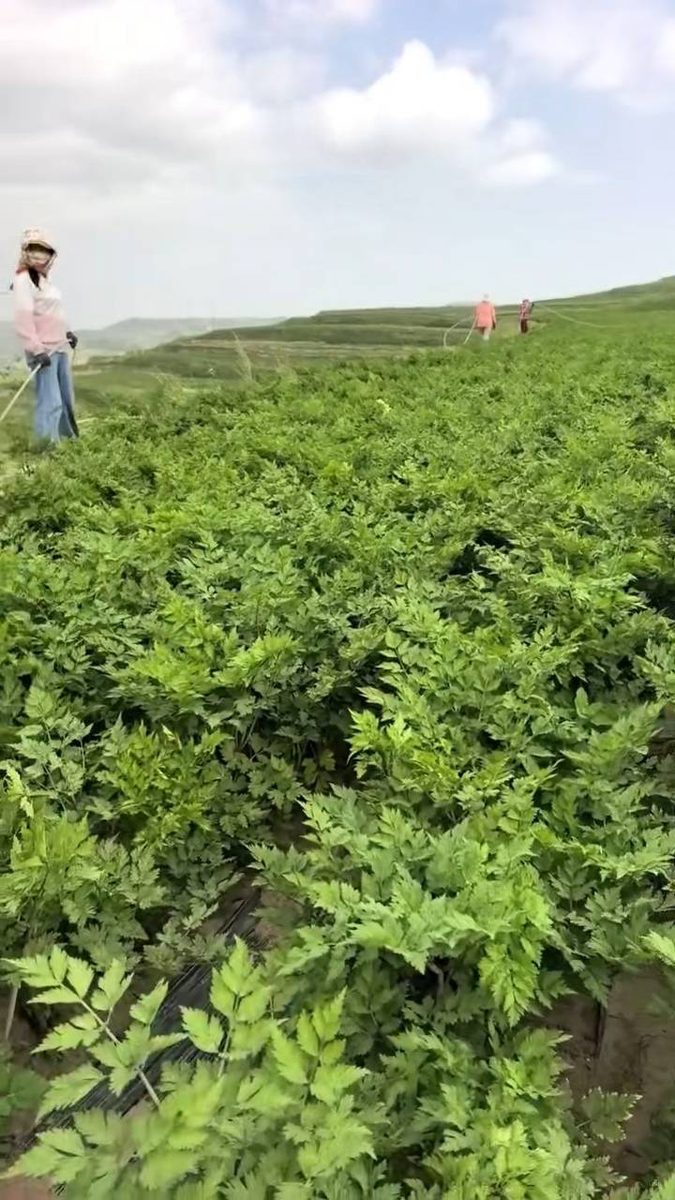 渭源当归种植田实拍 - 绿油油的当归苗长势喜人