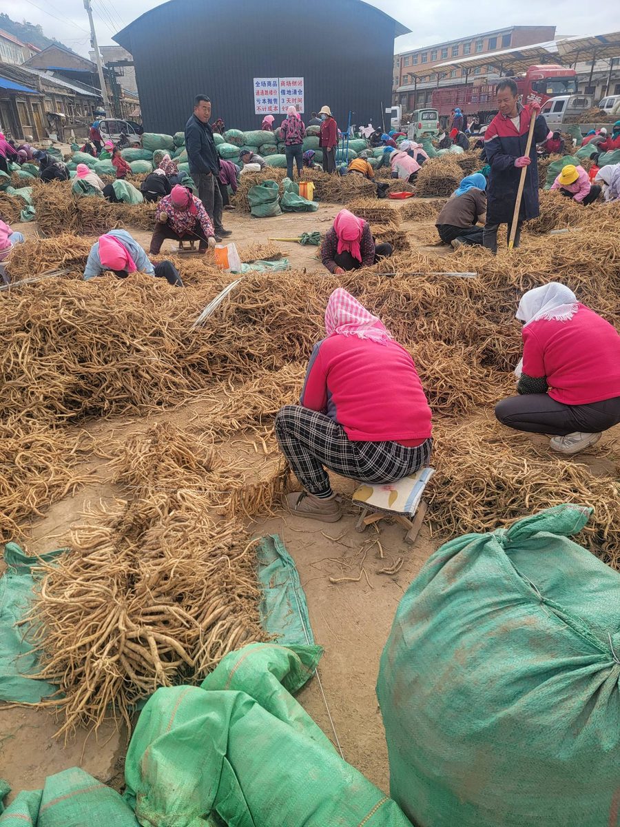 渭源中药材分拣加工现场 - 工人正在分级党参