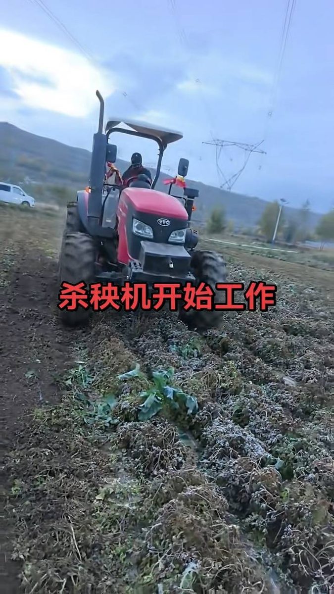 杀秧机在当归田里作业 - 渭源中药材机械化采挖