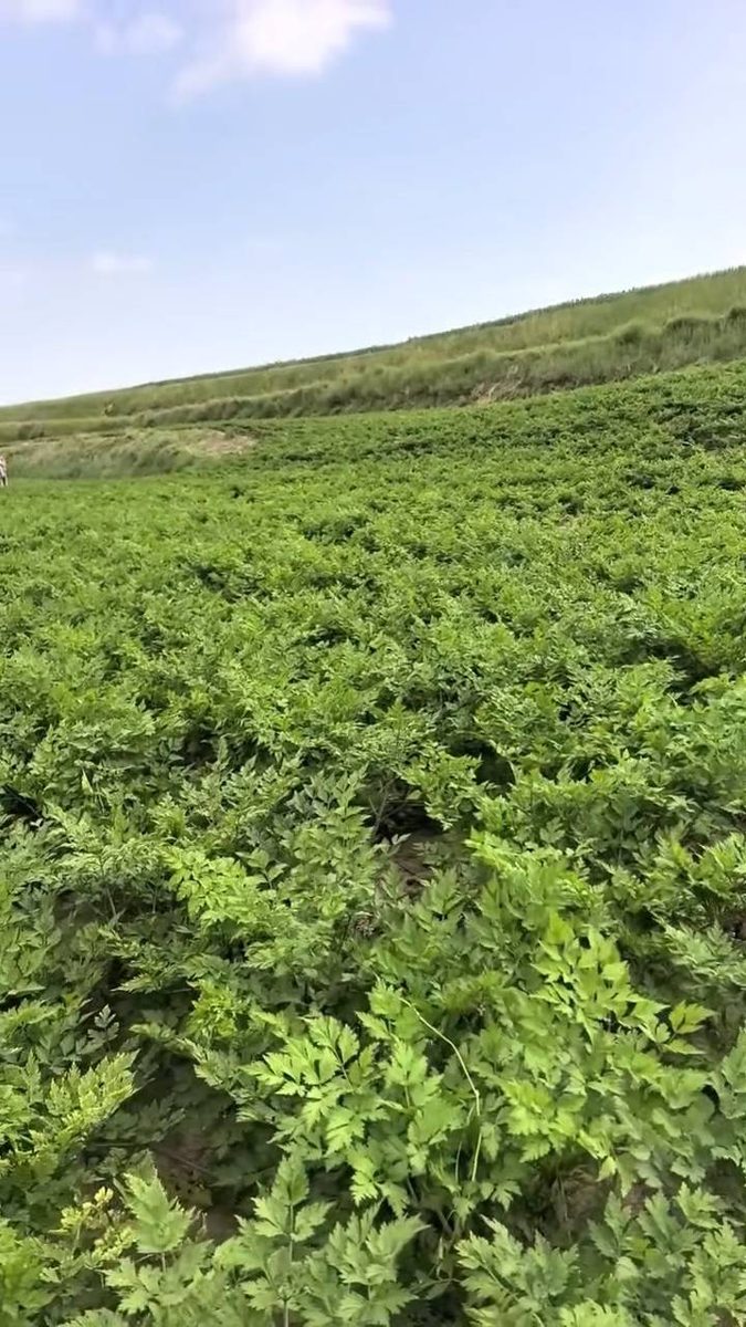 天成中药材合作社种植基地田块全景 - 渭源山坡当归田